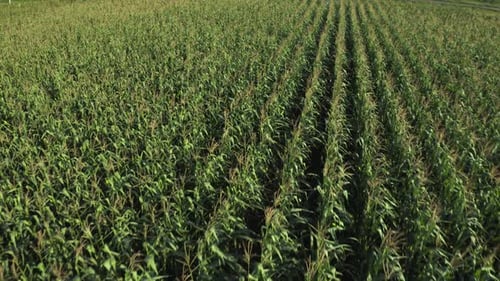 Aerial view of a vast corn field with rows of young plants in full growth