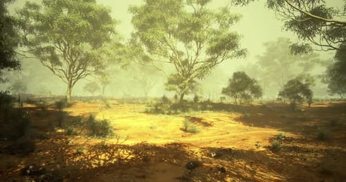 Misty Sunlit Forest Landscape Background