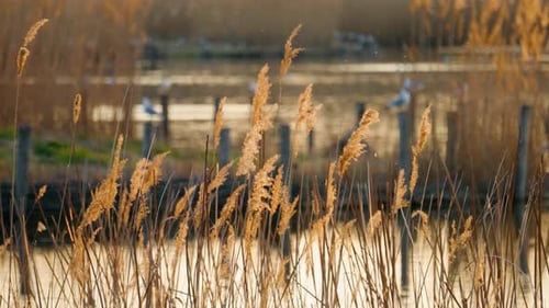 Scenic view of reed grass on a beautiful spring day sunset. Lake in the background with birds.