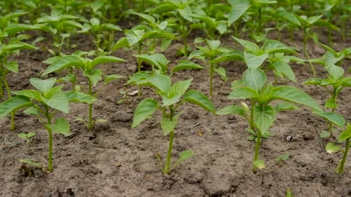 Pepper Seedlings Grow in the Garden