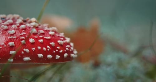 Close-Up of a Red Fly Agaric Mushroom
