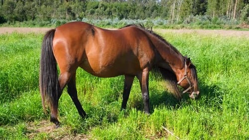 Brown Horse Grazing on the Farm Field Horse on the Background of Green Grass Blue Sky and Forest