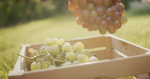 Filling Wooden Crate with Colorful Fresh Grapes