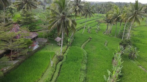 Aerial view of rice fields, Indonesia.