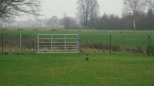 Pheasant Walking in a Grassy Field on Overcast Day