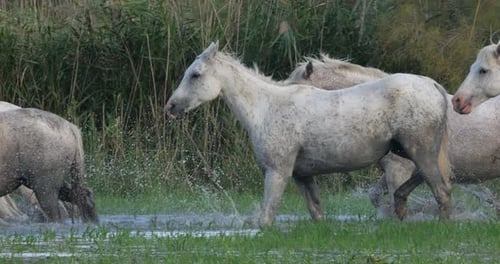 Camargue Horse, Herd standing in Swamp, Saintes Marie de la Mer in Camargue, in the South of France
