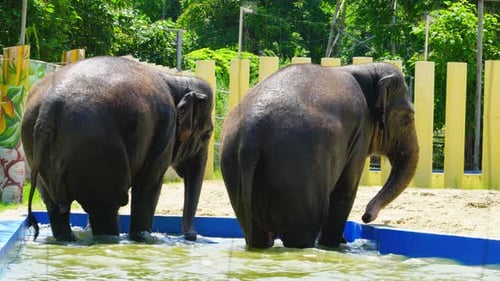 Young Elephants Bathe in the Zoo
