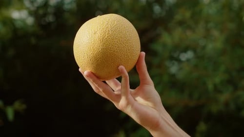 Main d'un adolescent tenant un melon rond avec de jeunes doigts montrant des fruits mûrs texturés
