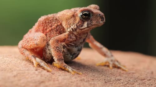 Close-up shot of an American Toad