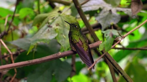 An iridescent hummingbird perches on top of a branch before flying into a forest in Ecuador, South A
