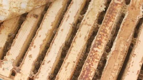 Bees On Honeycomb Inside Wooden Bee Hive