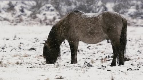 Wild Horse Grazing and Playing in Snowy Belarus Field CloseUp