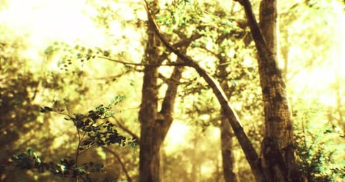 Sunlight Filters Through Lush Trees in a Vibrant Forest During Golden Hour