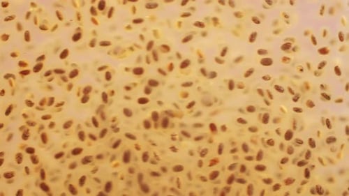 Floating Chia Seeds in Clear Liquid