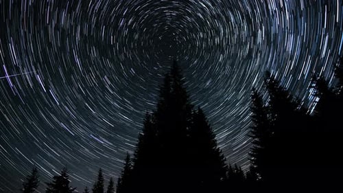 Rotating Star Trails Above Silhouetted Pine Trees