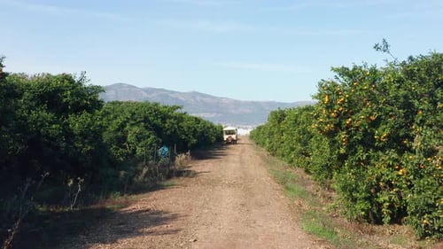 Grapefruit orchard with ripe clusters of citrus hanging on branches ready for picking