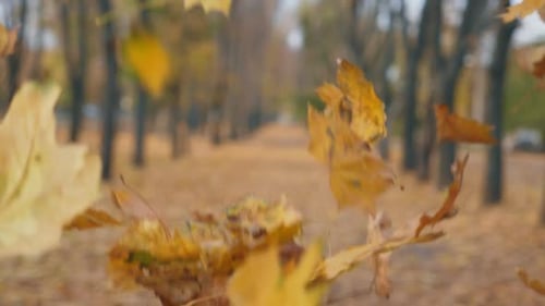 Blick auf den leeren Stadtpark am Herbsttag Nahaufnahme Farbe Laub, das langsam auf den Boden fällt Allee des Parks
