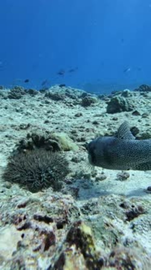 Underwater Exploration with Marine Life
