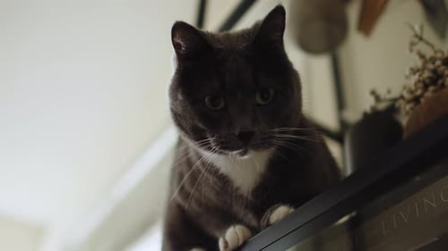Adorable Cat on Shelf in Bright Home