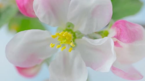 Time Lapse of Blooming Apple Flowers on Blue