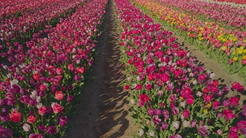 Sunny day on tulip farm fields