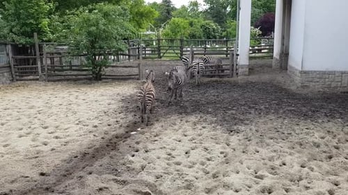Zebras Standing Peacefully in a Zoo Enclosure