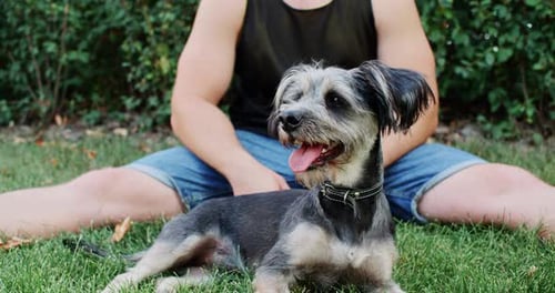 Grey Schnauzer Panting While Resting with Male Owner at Park