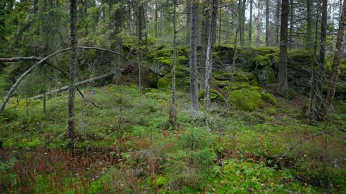 Faszinierende Natur des schönen norwegischen Waldes mit hohen Fichten, Moos und grünem Gras im Herbst