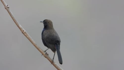 Indian robin bird in relax mode .