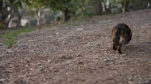Cat Walking on a Dirt Trail in Park