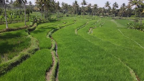 Aerial view of rice terraces with palm trees, Indonesia.