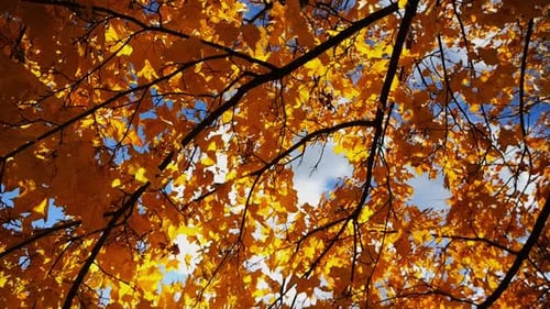 Leuchtend orange Ahornblätter auf Ästen, die sich sanft im Wind wiegen, mit üppigem Sonnenlicht im Hintergrund