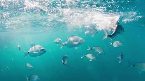Fish Swim in the Sea Underwater View of the Fish Swimming in the Blue Water