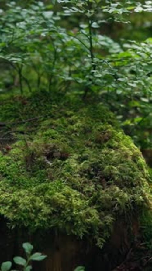 Aufgewachsenes grünes Moos bedeckt den Baum. Alter, mit Moos bewachsener Baumstumpf im Nadelwald