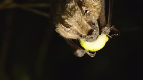 Primer plano del murciélago frugívoro Artibeus Watsoni colgado boca abajo