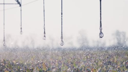 Irrigation Sprinklers Watering Row Crops in Field