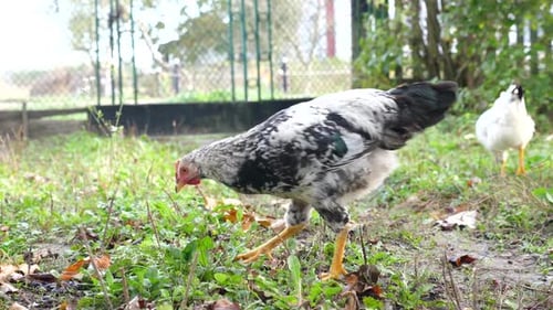 18. Chickens on a rural farm. Agriculture. Poultry breeding. Breeding chickens.
