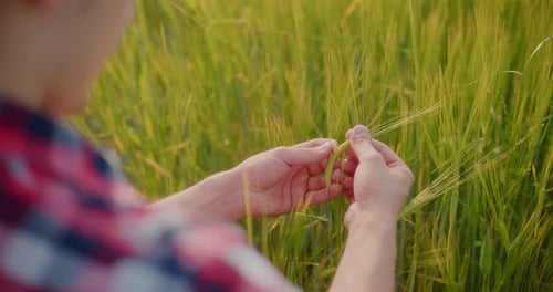 Farmer Examining Crops Wheat Field Agriculture Harvesting