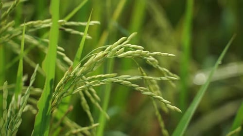 Rice is the staple food in many Asian countries. In summer, paddy ripens by May and the whole field
