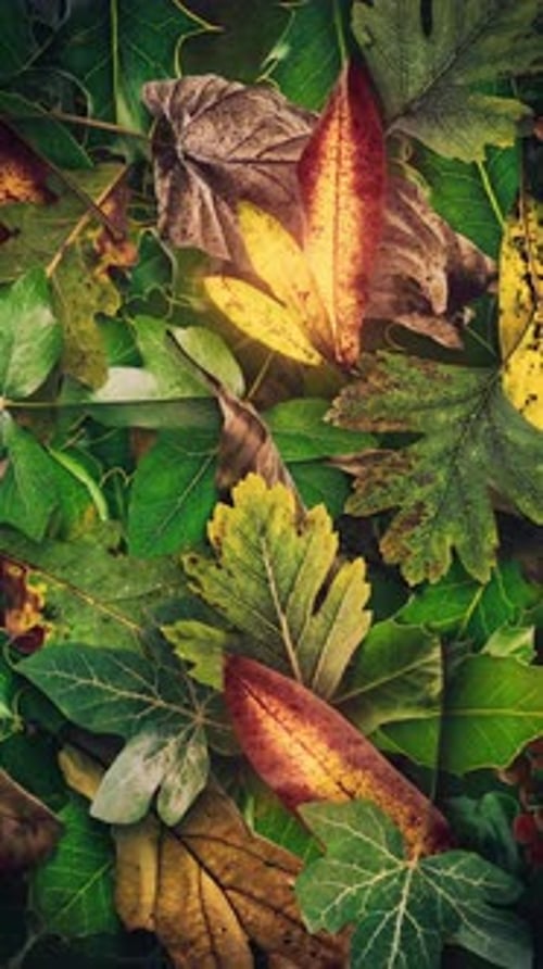 Autumn Leaves Vertical Background 09