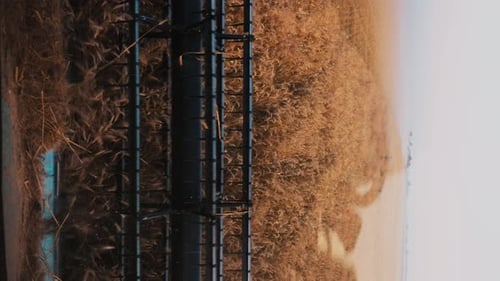 View From the Combine Harvester Cab Harvesting Machinery in the Field Harvest Season Grain
