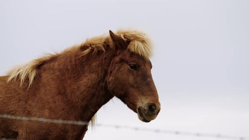 Caballo islandés marrón con melena rubia