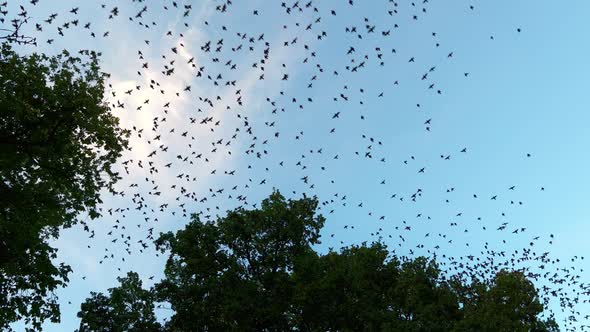 Massive Bird Flock Taking Flight From a Tree, Nature Stock Footage ft ...