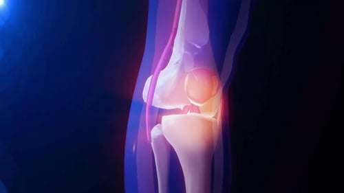 3D Animation of Human Knee Joint Ligaments