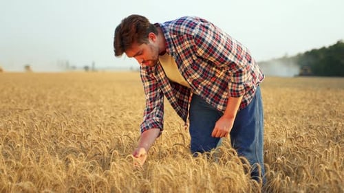 Agronomist Examining Cultivated Cereal Crop Before Harvesting in Barley Field Smiling Farmer Holding