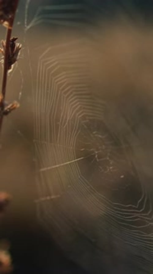 Prairie verticale, faune, toile d'araignée d'automne, herbe sèche