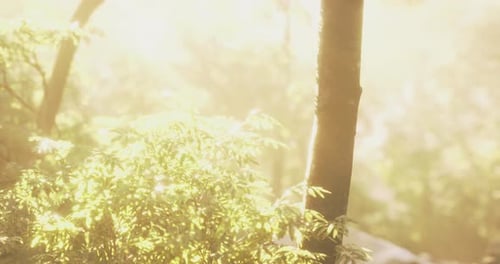 Sunlight Filters Through Trees in a Serene Forest Setting During Golden Hour