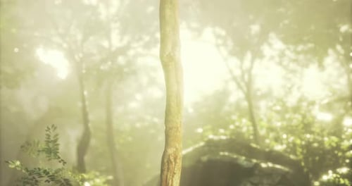 Mystical Forest Illuminated By Gentle Rays with a Central Tree