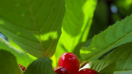 Close up view on a cherry tree branch full of red cherries. Windy weather. Scene A