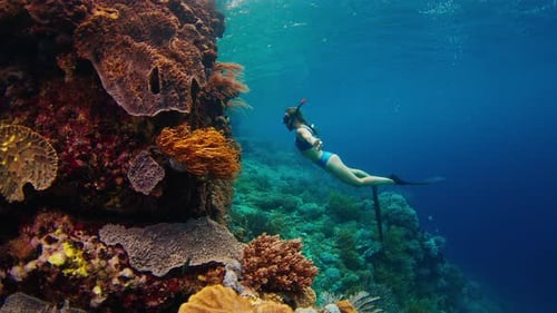 Woman freediver swims in the sea and enjoys the healthy coral reef with fish